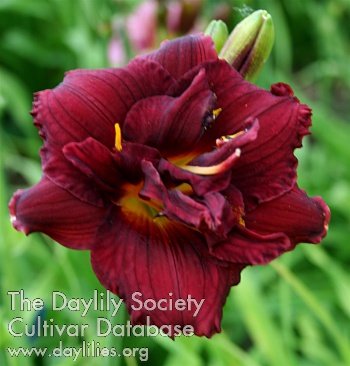 Daylily Queen of the Night
